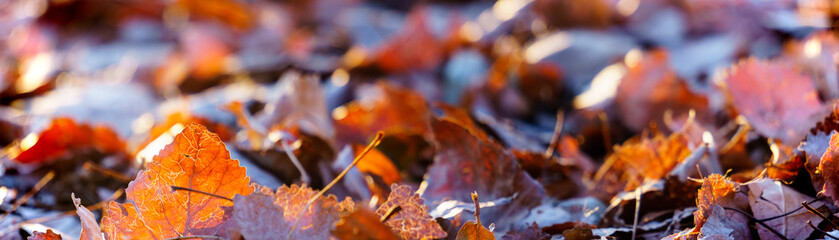 panoramic view of autumn leaves on bokeh background. fallen leaves landscape in the wonderful sun light 