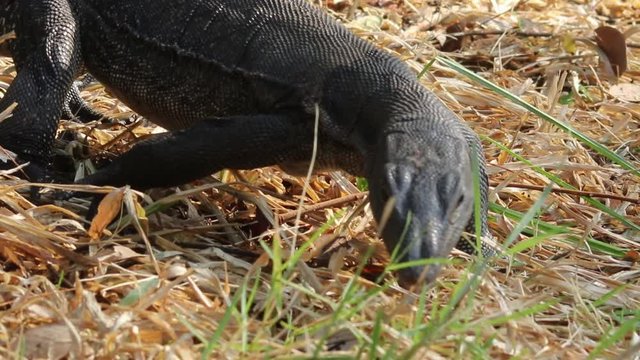 Wild asian water monitor crawling on the grass looking for food in Lumphini park in Bangkok, Thailand.