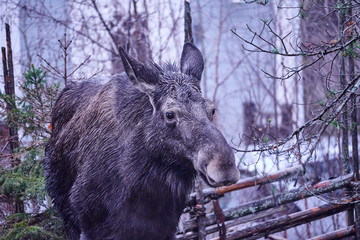 Moose visited in the yard outside Stockholm