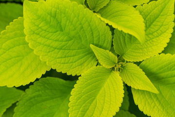 Background of vibrant green leaves