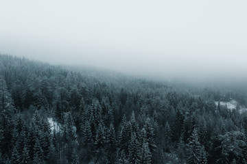 Fototapeta na wymiar winter trees in norway, drone shot with snowy trees and mist 