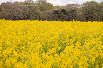 Obraz premium Beautiful yellow rapeseed field blooming under the blue sky. (Bright Yellow rapeseed oil. Flowering rapeseed, Rapeseed field or canola field)