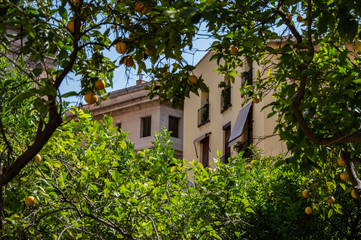 casa colonial y arbol limonero