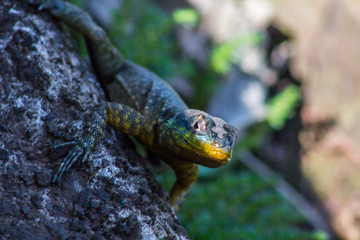 reptilia, animal, gekko,