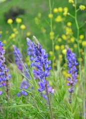 Obraz premium field of purple flowers