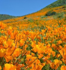 California Poppy Field