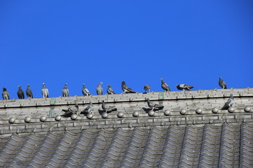 屋根の上の鳩の群