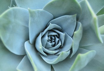 Succulent 