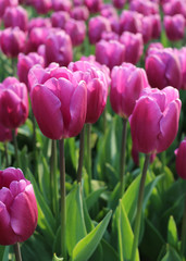 Fototapeta premium Pink tulips in the garden