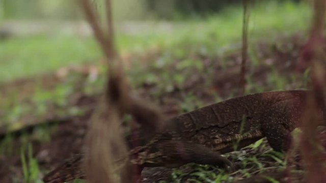 Close up of Varanus Salvator wandering around in forest area