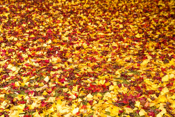 モミジとイチョウの絨毯