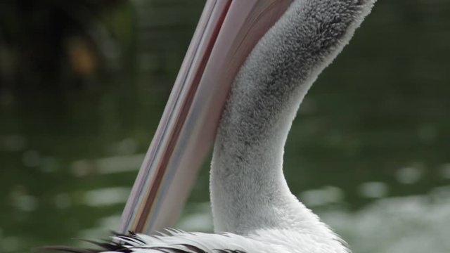 Close up of an Australian Pelican roosting and grooming its feathers by the shore.