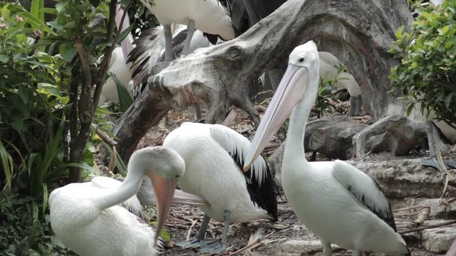 A flock of Australian Pelicans roosting and grooming together.