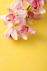 Obraz na płótnie Canvas ピンク色のシンビジウムと黄色い背景