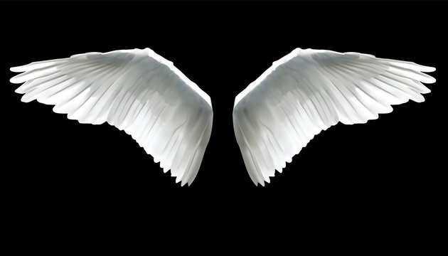 Realistic elegant white angel wings on black background.