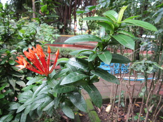 Close up of bouquet Beautiful Pink Orange Bunga Soka or Asoka or King Ixora flower chinensis blooming in garden. Red spike flower, Rubiaceae, Ixora coccinea, soka, ki soka, pechah priok todong periok