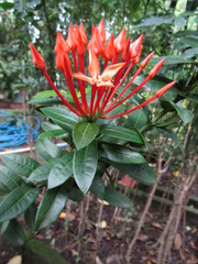 Obraz premium Close up of bouquet Beautiful Pink Orange Bunga Soka or Asoka or King Ixora flower chinensis blooming in garden. Red spike flower, Rubiaceae, Ixora coccinea, soka, ki soka, pechah priok todong periok