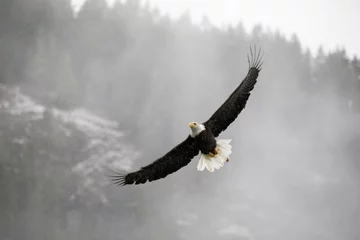  Bald eagle flying over with wings spread © Mohammed
