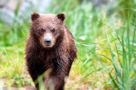 Spring bear cub walking through the grass