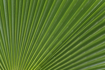 Fototapeta premium Natural green background. Palm leaf texture. Cropped shot, horizontal, closeup, free space. Concept of design and nature.