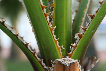 The texture of the stems of palm trees. Side view of the texture of cropped stalks of palm leaves. Cropped shot, horizontal, closeup, side view. Concept of nature and gardening.
