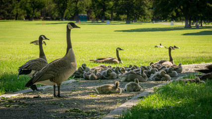 Family of Geese  1 © Traildog Artisans
