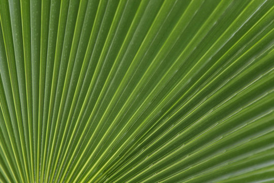 Natural green background. Palm leaf texture. Cropped shot, horizontal, closeup, free space. Concept of design and nature. © Nataliia