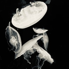 Jellyfish at a aquarium in Alaska 