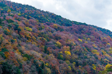 紅葉する山