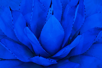 Succulents trendy color of the year 2020 Classic Blue close-up, fashion background