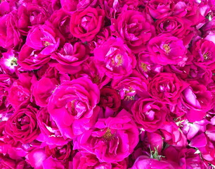 Close up Pink rose petals background,