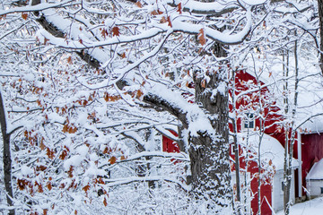 Snow covered trees in front of a red barn in December