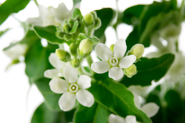 ホワイトスター