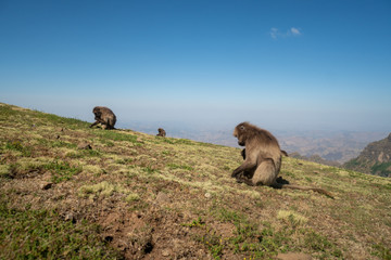 Fototapeta na wymiar Baboons in the Simien Mountains Nationalpark in northern Ethiopia