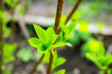 New leaves of hydrangea in the garden. Shallow depth of field.