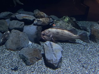 Rock fish in Alaska 