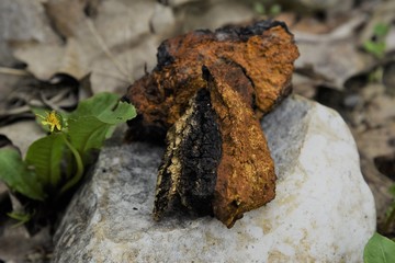Chuncks of chaga on rocks outside