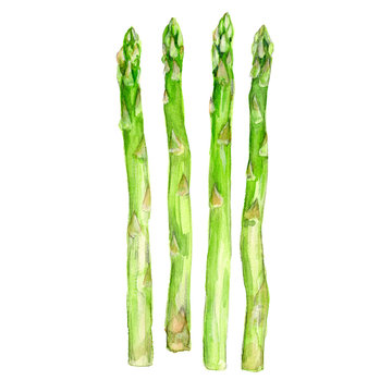 Raw asparagus painted in watercolor