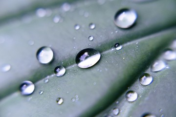 Macro photography flowers and plants