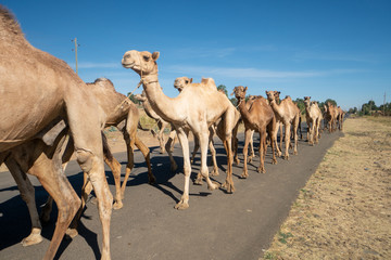 Caravan of camels in northern Ethiopia