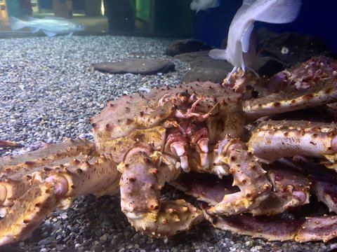 Alaska King Crab At An Aquarium In Alaska 