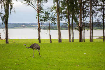 avestruz o ñandu en un parque a rilla del rio con arboles