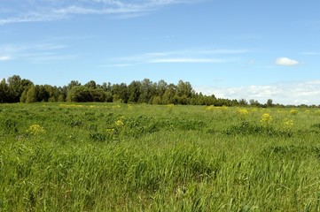  Summer landscape near lake Krasilovo in the Altai territory.Western Siberia. Russia