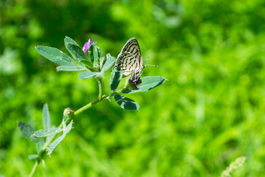 Small Butterfly On Green Grass Plant With Green Background In Park Outdoors Photography
