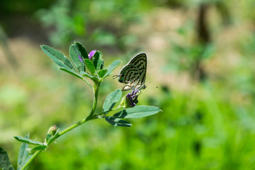 Small Butterfly On Green Grass Plant With Green Background In Park Outdoors Photography