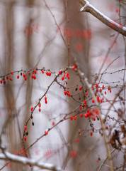 Montgomery County, New York, USA: Japanese barberry - Berberis thunbergii - is an invasive plant prevalent in the woods of northeastern USA. Its presence correlates with Lyme disease.