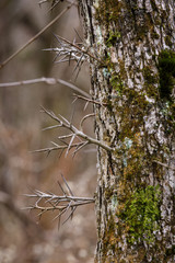 Montgomery County, New York, USA: Gleditsia triacanthos aka honey locust, is a decisuoustree with thorny bark. It's timber is used for posts because it resists rot.