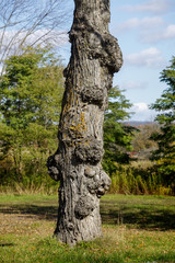 Burls (American English, aka burrs in British English) on a tree trunk in Richfield Springs, Otsego County, New York State. They are much valued by furniture makers and sculptors.