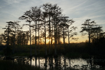 Plakat Louisiana swamp sunset and silhouettes