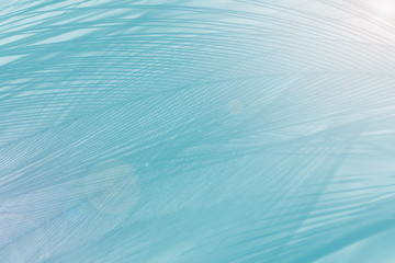 Beautiful green turquoise color trends feather texture background with orange light